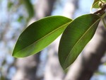 leaves2