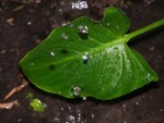 live in rain 1