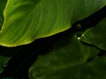 live in rain 4