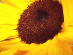 sunflower1