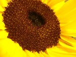 sunflower2