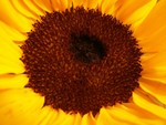 sunflower3