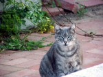 cat1