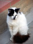 cat2