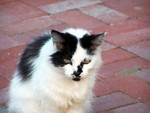 cat3