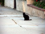 cat4