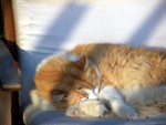 cat7