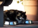 cat8