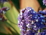flower1
