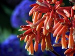 flower2