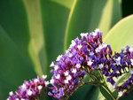 flower3