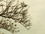 nature's drawing