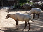 antelope