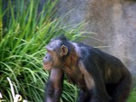 chimp2