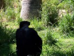 chimp3