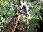 giraffe1