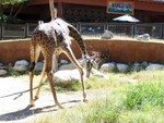 giraffe2