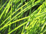 grass2
