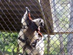 lemur1