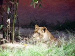 lion3