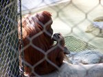 orangutan4