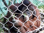 orangutan5