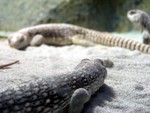 reptile3a