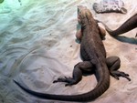 reptile4