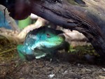 reptile5