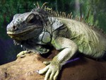 reptile6a