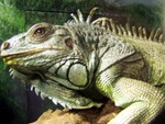 reptile6b