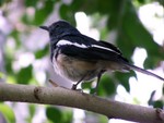 bird1