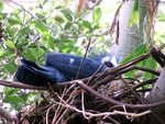 bird2