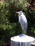 bird3