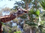 giraffe1