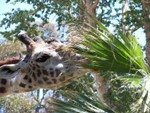 giraffe2