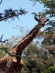 giraffe3
