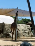 giraffe4