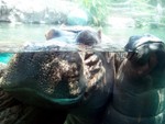 hippo1