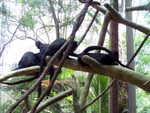 monkey1