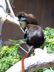 monkey2