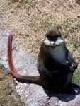 monkey3