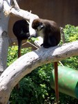 monkey4