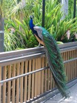 peacock1
