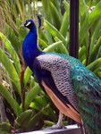 peacock2