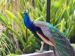 peacock3