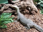 reptile1
