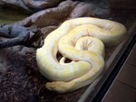 reptile2