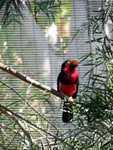 bird2