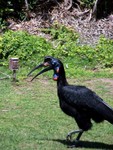 birdshow18